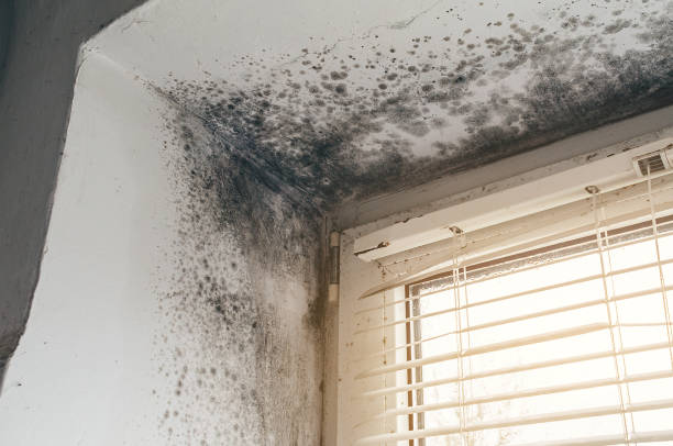 Affordable Commercial Mold Remediation solutions in Chesterfield, NJ